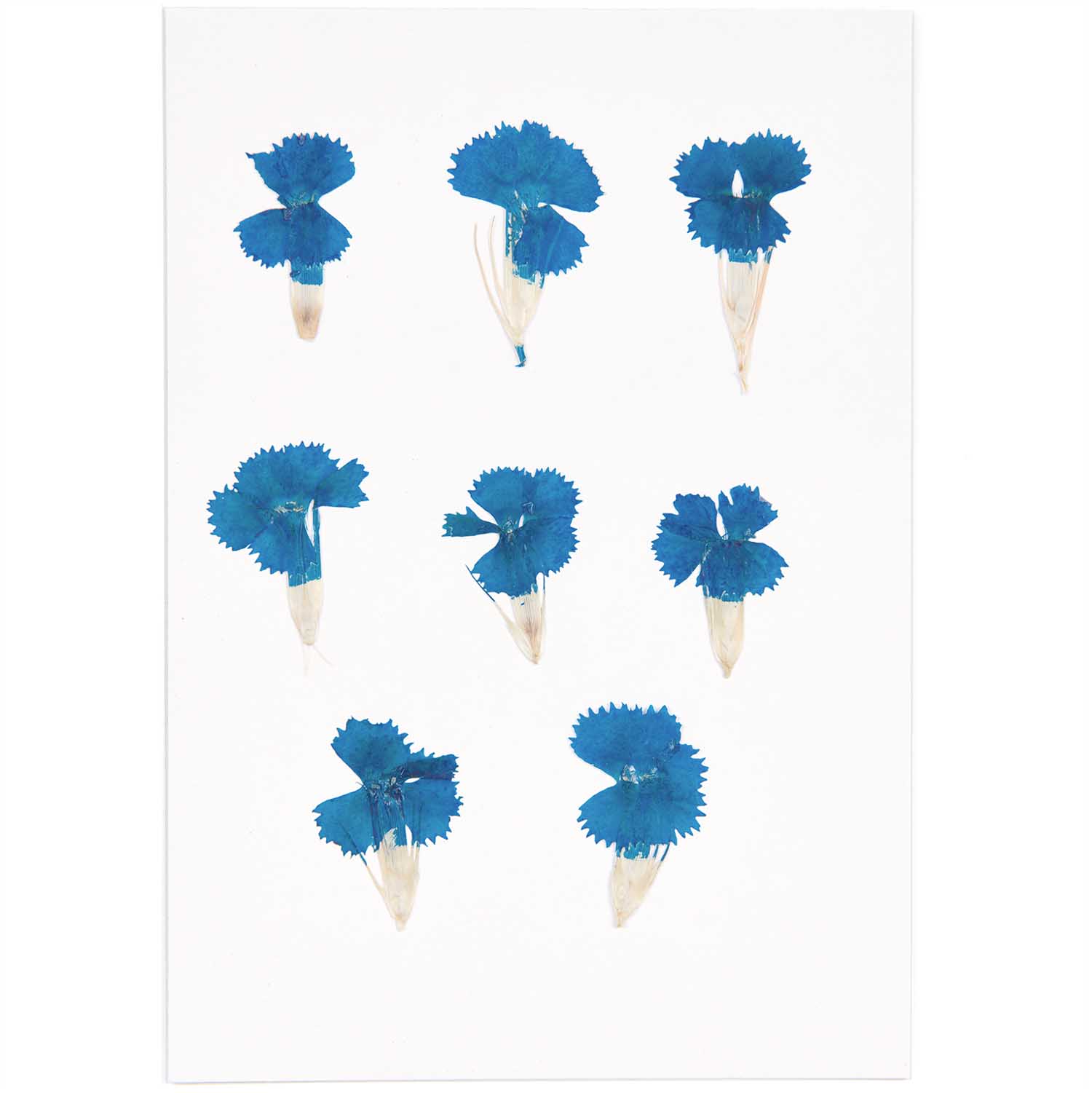 Gepresste Blüten Chinesische Nelke blau 6Stk. ca. 2,5cm
