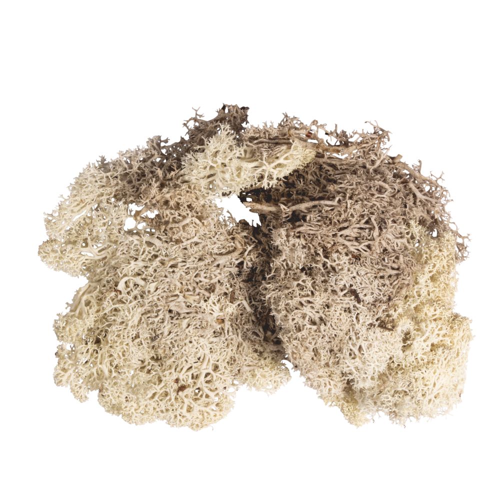 Islandmoos natur beige SB-Btl. 30 g