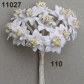 Edelweiß, Blüte 22mm dm, weiß, 12 Stück/Bund