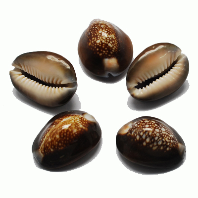 Deko Muscheln Cowrie XL ca. 5cm, 5Stk./Packung