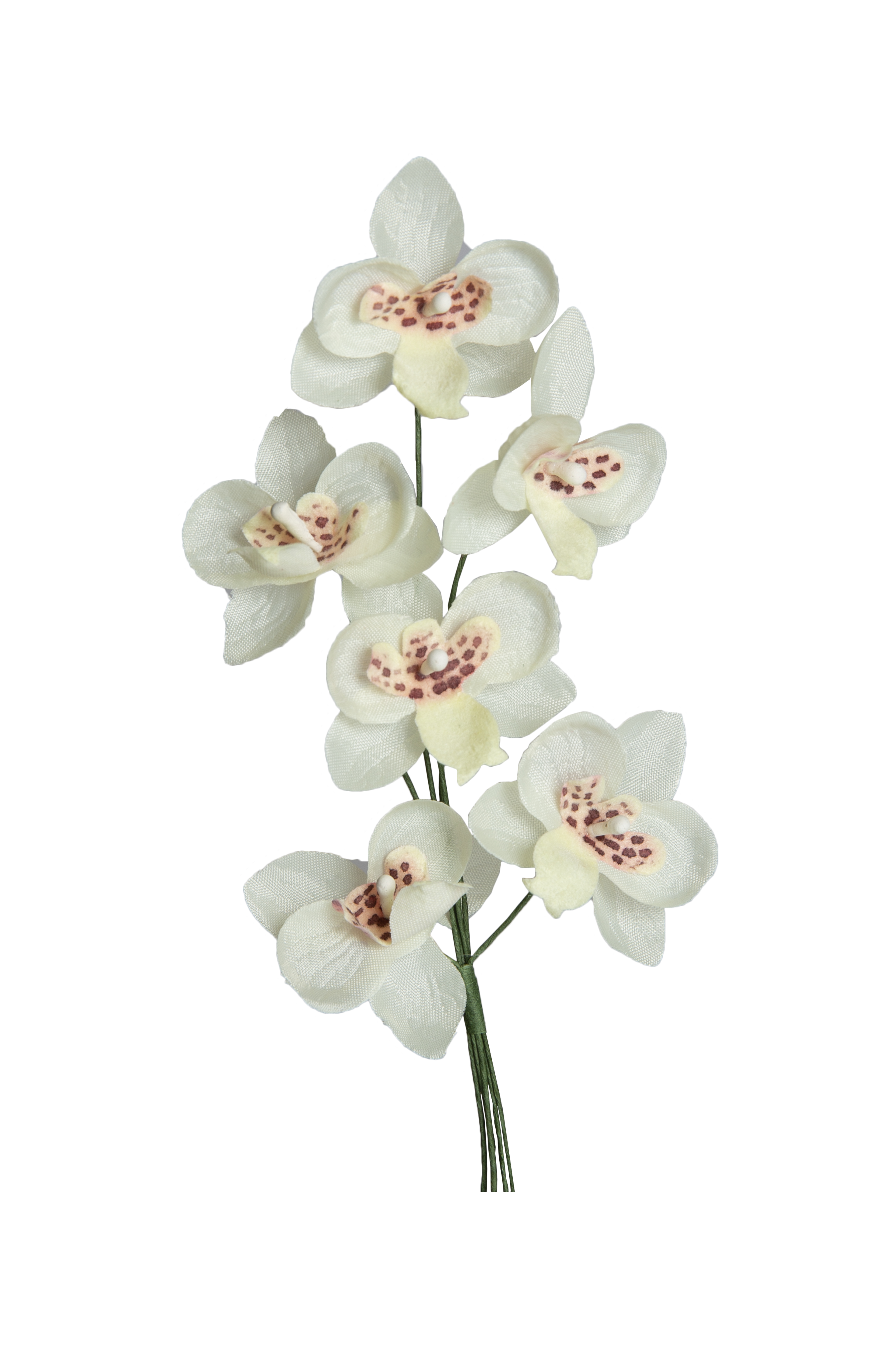 Miniorchidee, Blüte 2,5 cm am Stiel, 6 Stk./Bund, creme