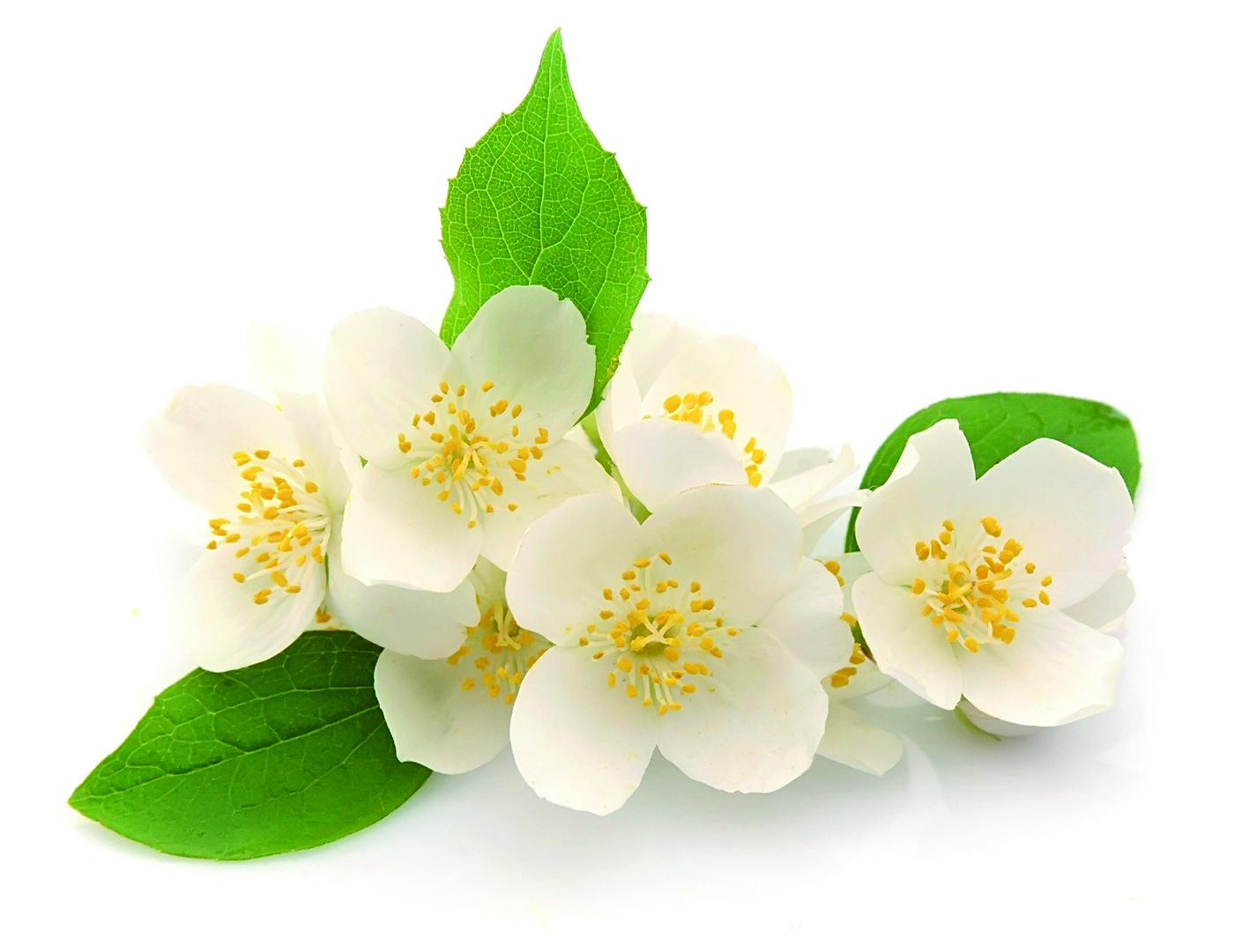 Sapolina Seifenduft-Öl Jasmin Soap Fragrance 10ml