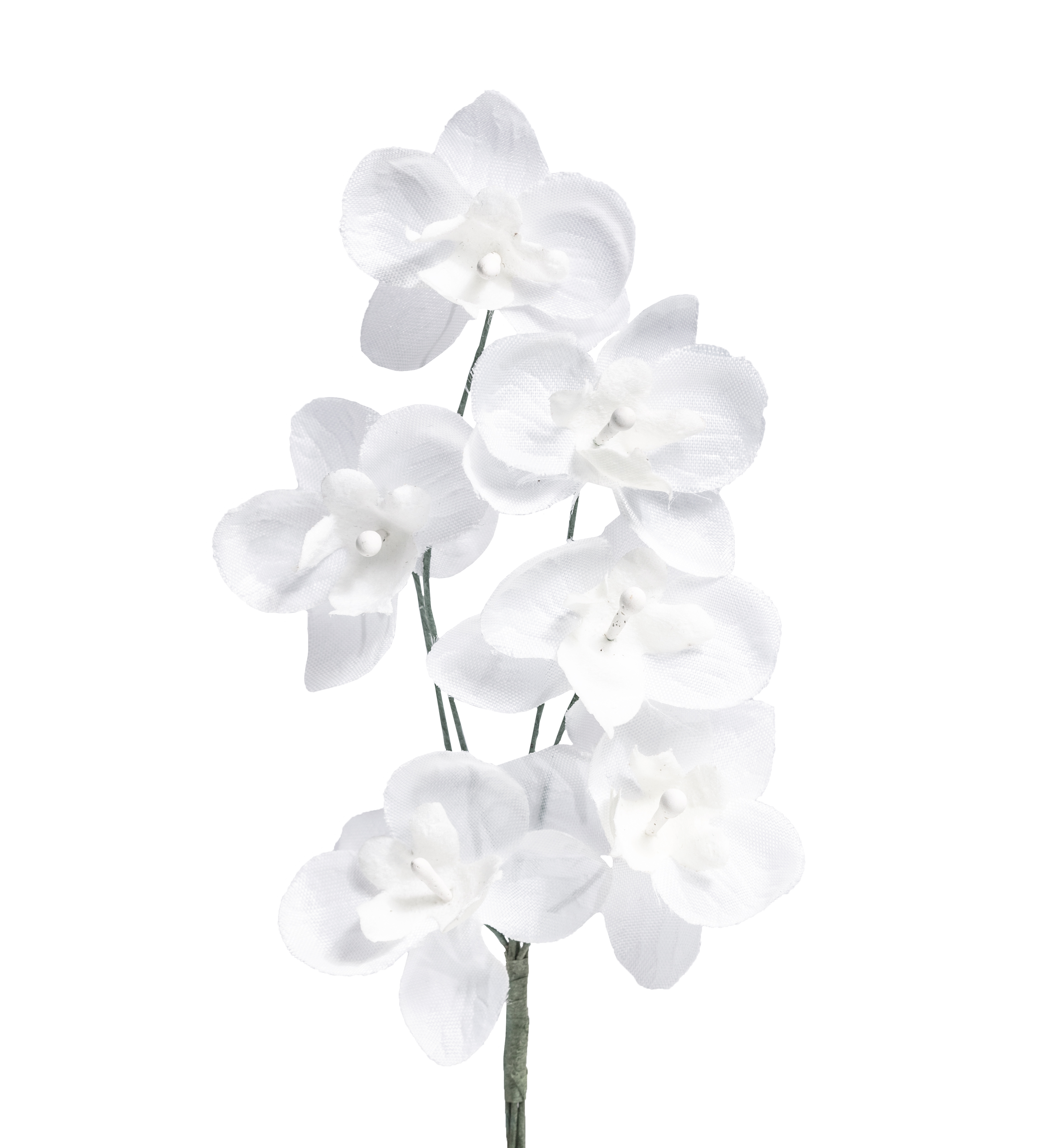 Miniorchidee weiß, 6 Blüten, 35 mm dm,