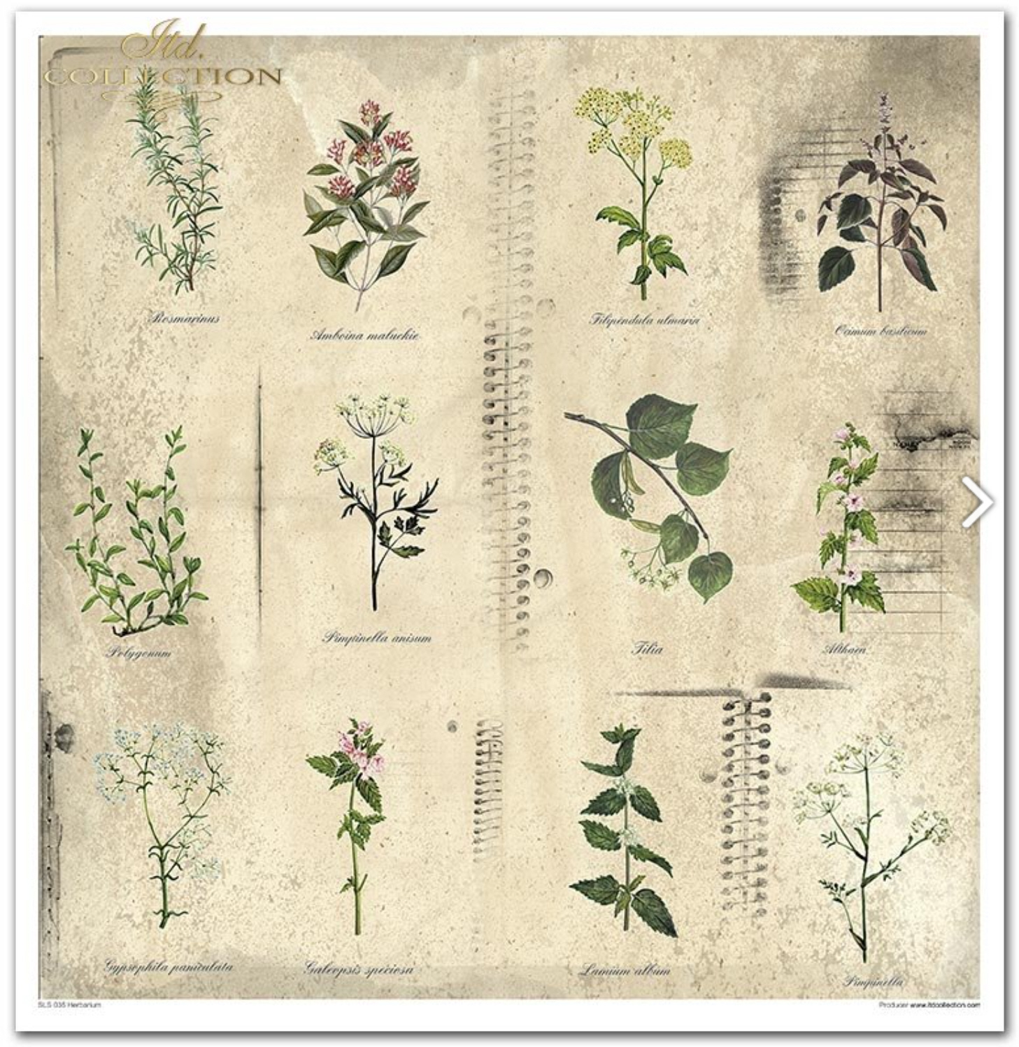 Scrapbooking-Papier-Set Herbarium 320x310mm 200g 10 Blatt 