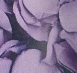 Papierblütenblätter lavendel