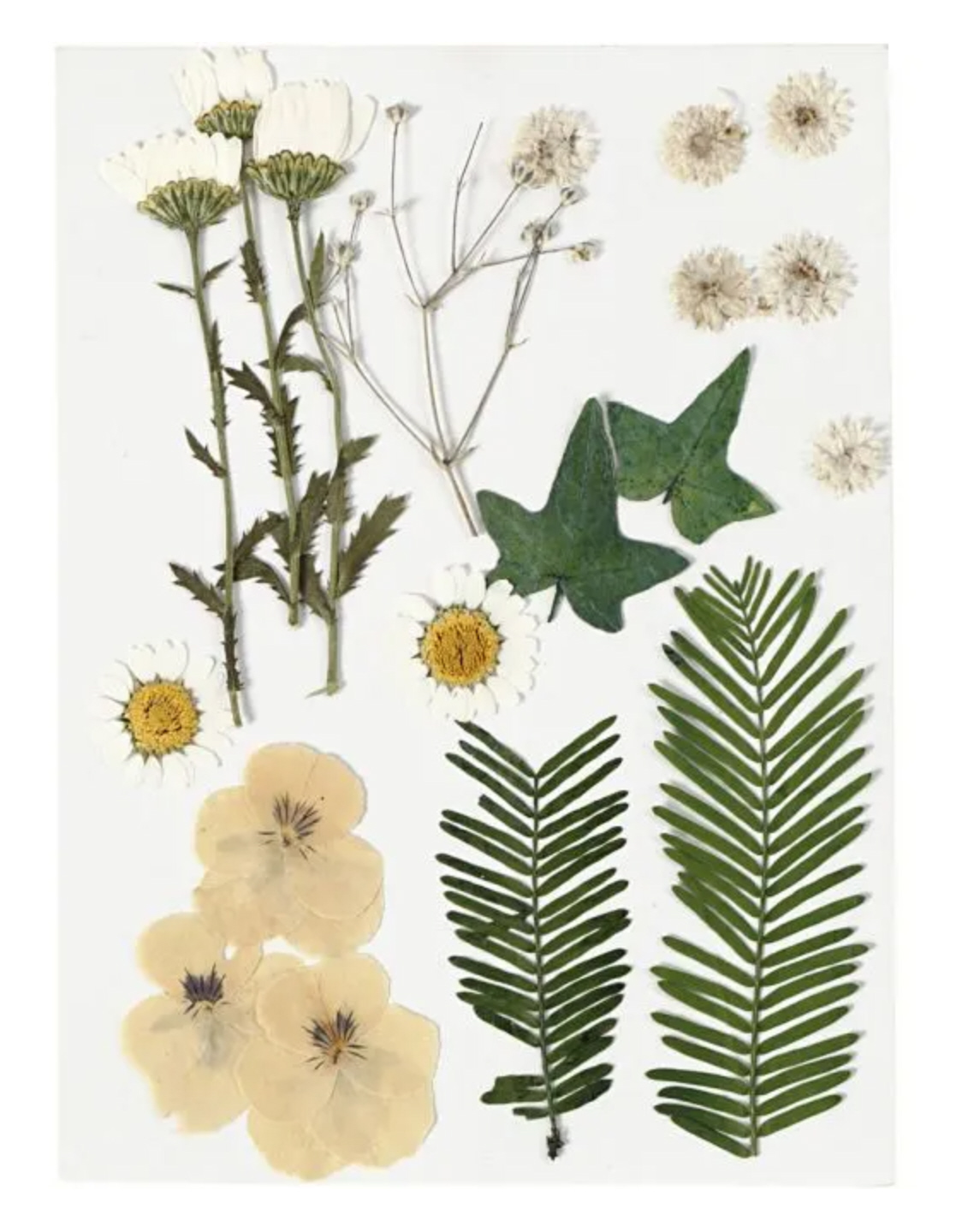 Gepresste Blüten und Blätter naturweiß 19 Stück sortiert 1-7cm