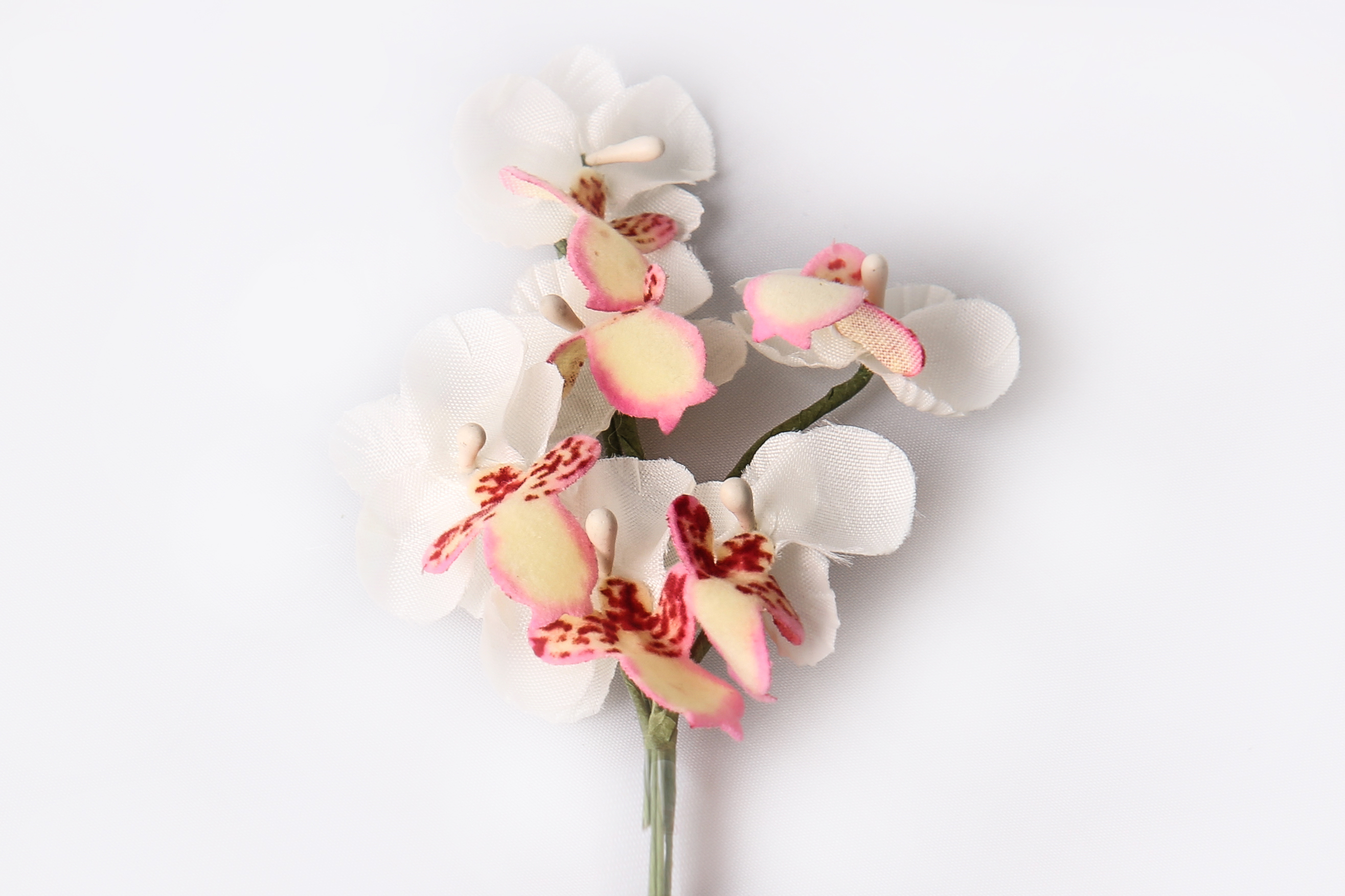 Miniorchidee, Blüte 2,5 cm am Stiel, 6 STk./Bund, weiss