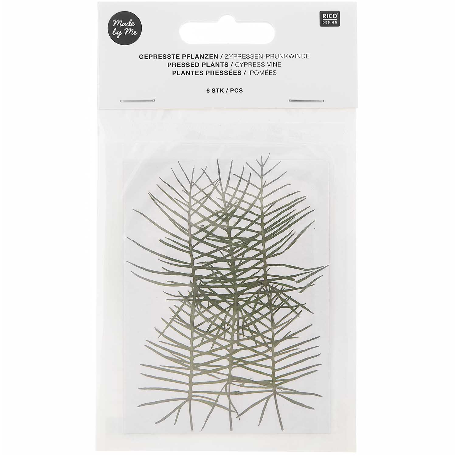 Gepresste Pflanzen Zypressen-Prunkwinde 6 Stk ca. 5x2,5cm