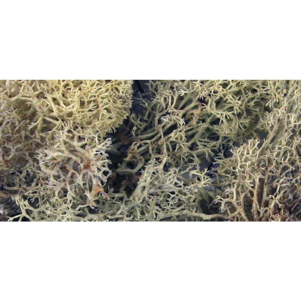 Islandmoos natur beige SB-Btl. 30 g Islandmoos natur beige SB-Btl. 30 g