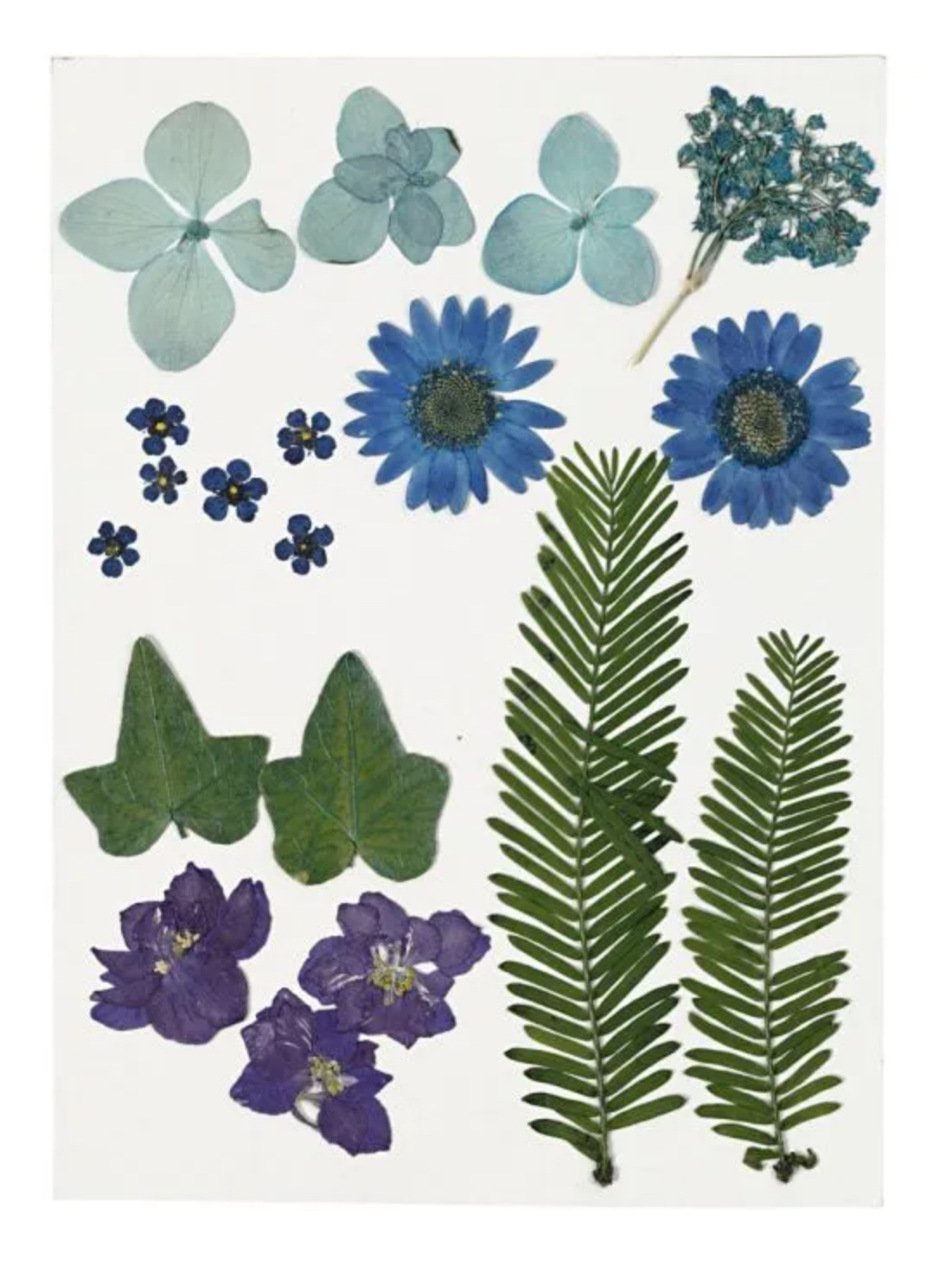 Gepresste Blüten und Blätter blau 19 Stück sortiert 1-7cm