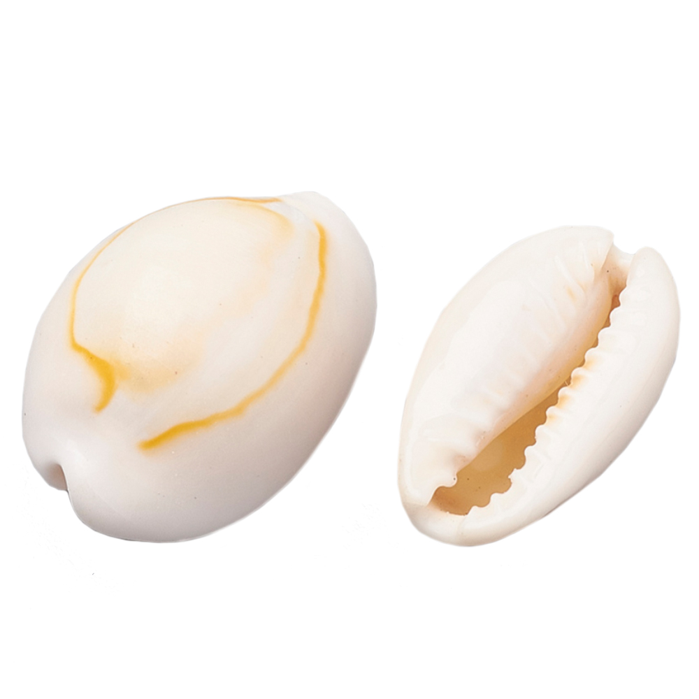 Cowrie Shell Kaurimuscheln 2cm creme 50 Stück 