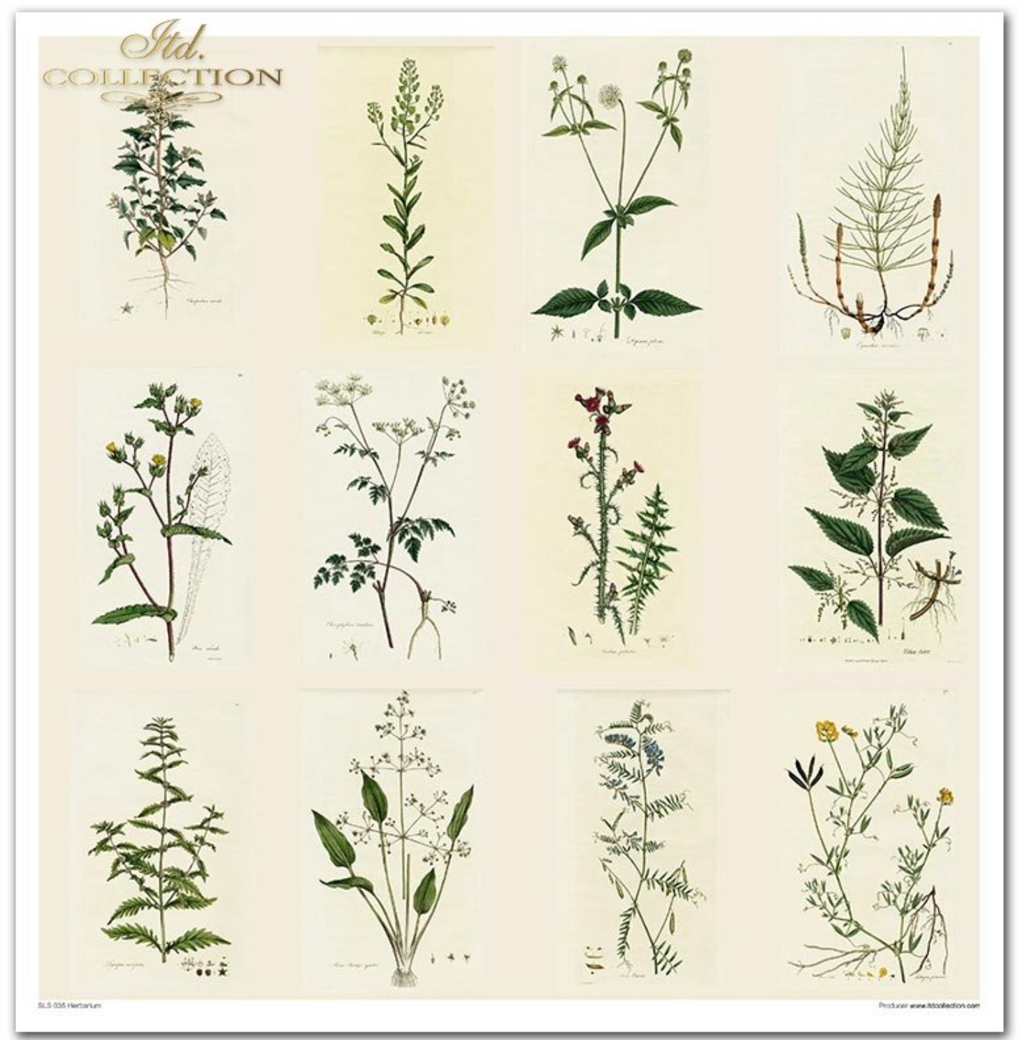 Scrapbooking-Papier-Set Herbarium 320x310mm 200g 10 Blatt 