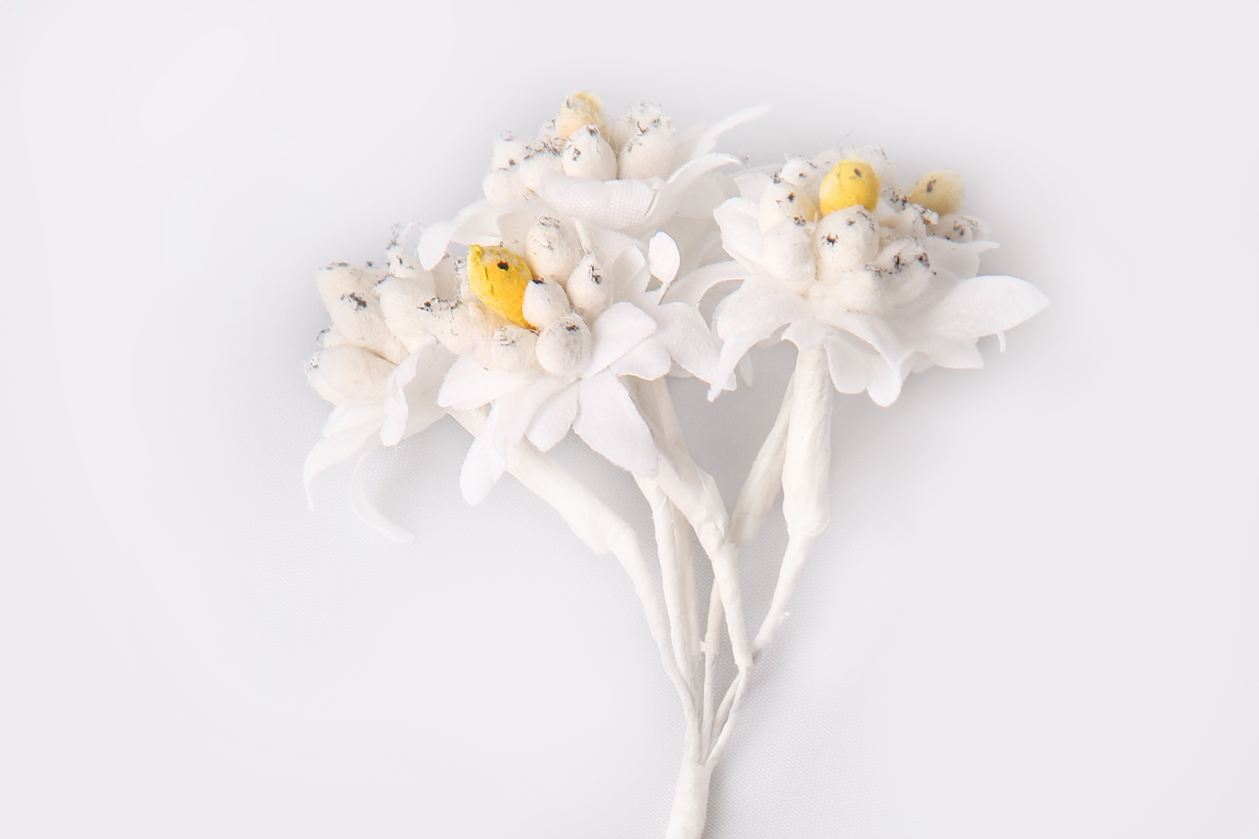 Edelweiß  , Blüte 30mm dm, weiß, 6 Stück/Bd
