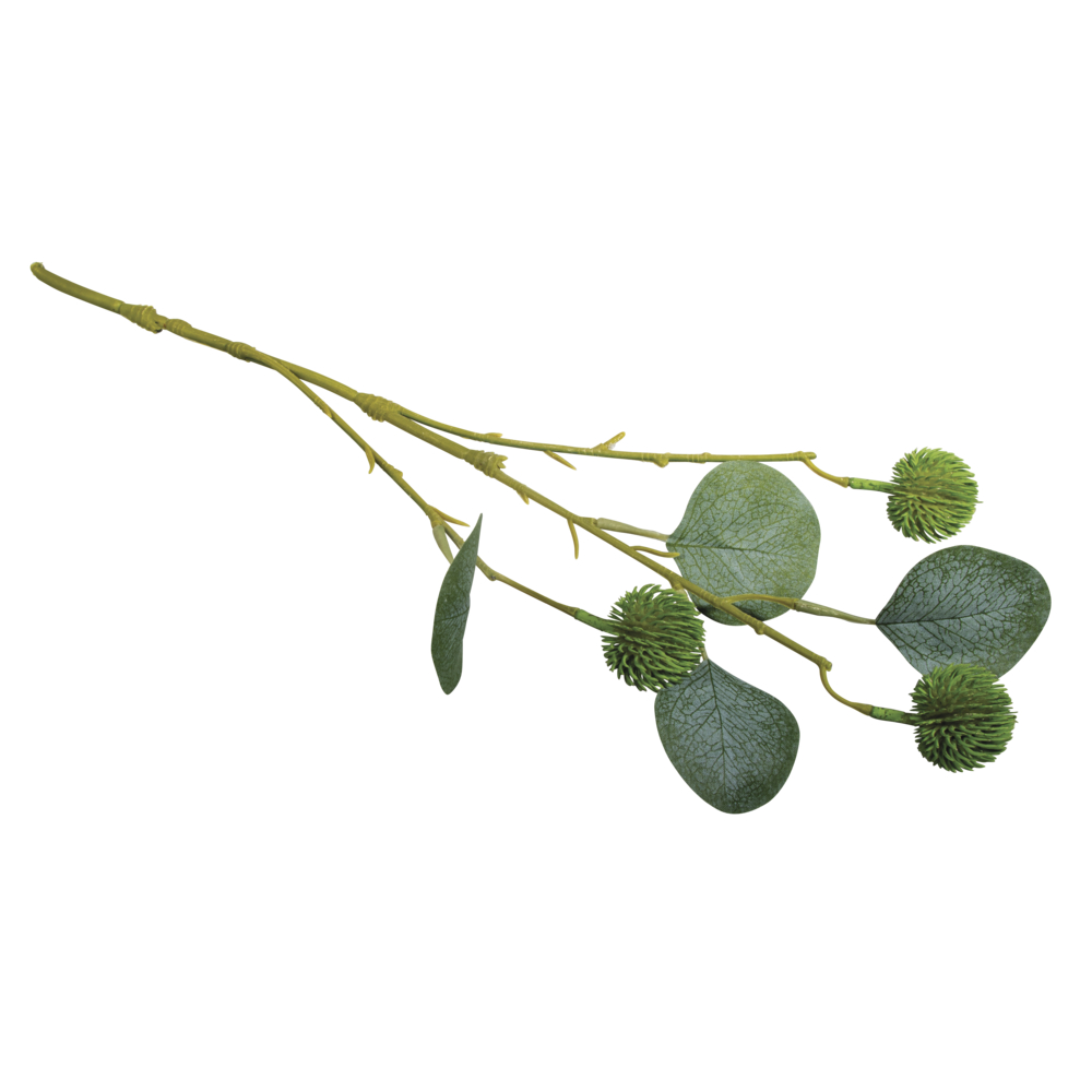Eukalyptuszweig mit Früchten, 40 cm