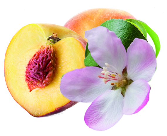 Sapolina Seifenduft-Öl Pfirsichblüte Soap Fragrance 10ml