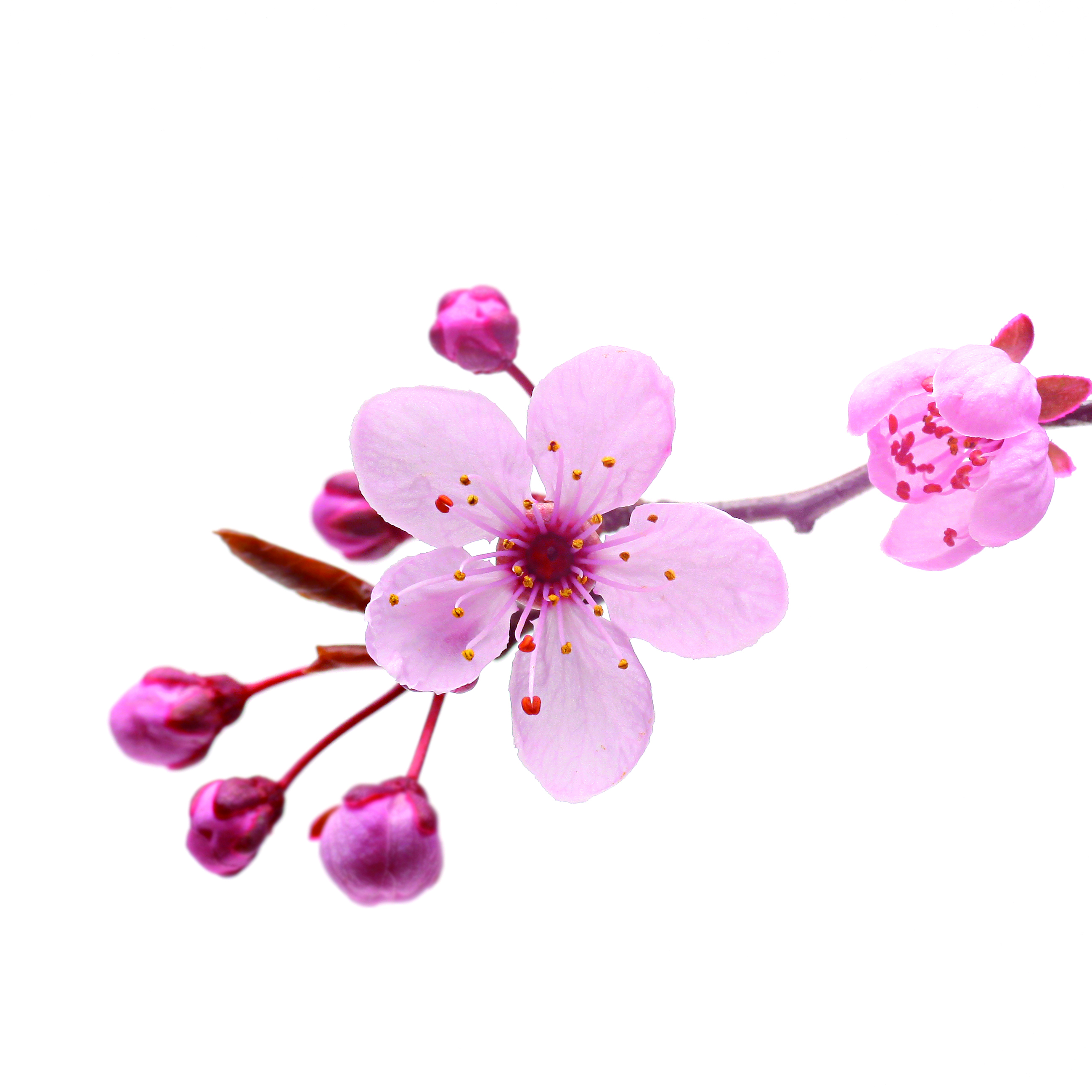 Sapolina Seifenduft-Öl Kirschblüte Soap Fragrance 10ml