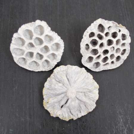 Naturmaterial Lotuskolben mittel, ca. 8 x 5 cm, white washed, per Stück