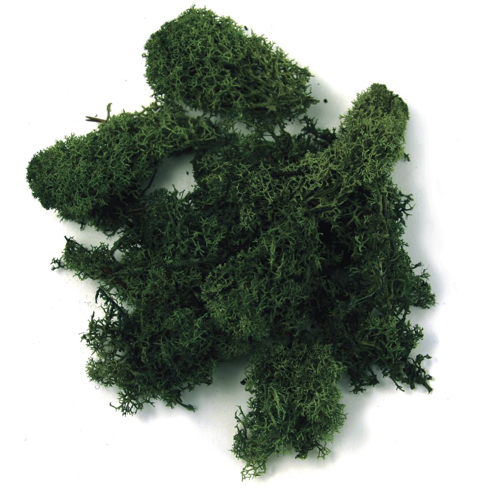 Islandmoos 100 g, dunkelgrün