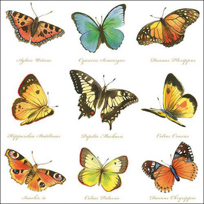 Servietten Collection of butterflies  33x33cm 20 Stück 3-lagig 100% FSC