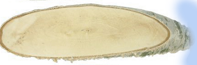 Birkenscheibe natur oval ca. 30 cm, per Stück