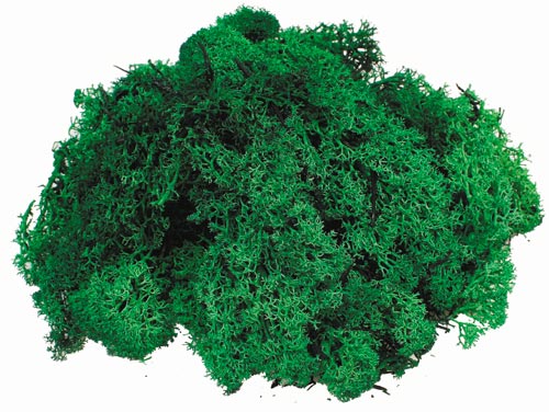 Krippenzubehör Island Moss tannengrün 50 g