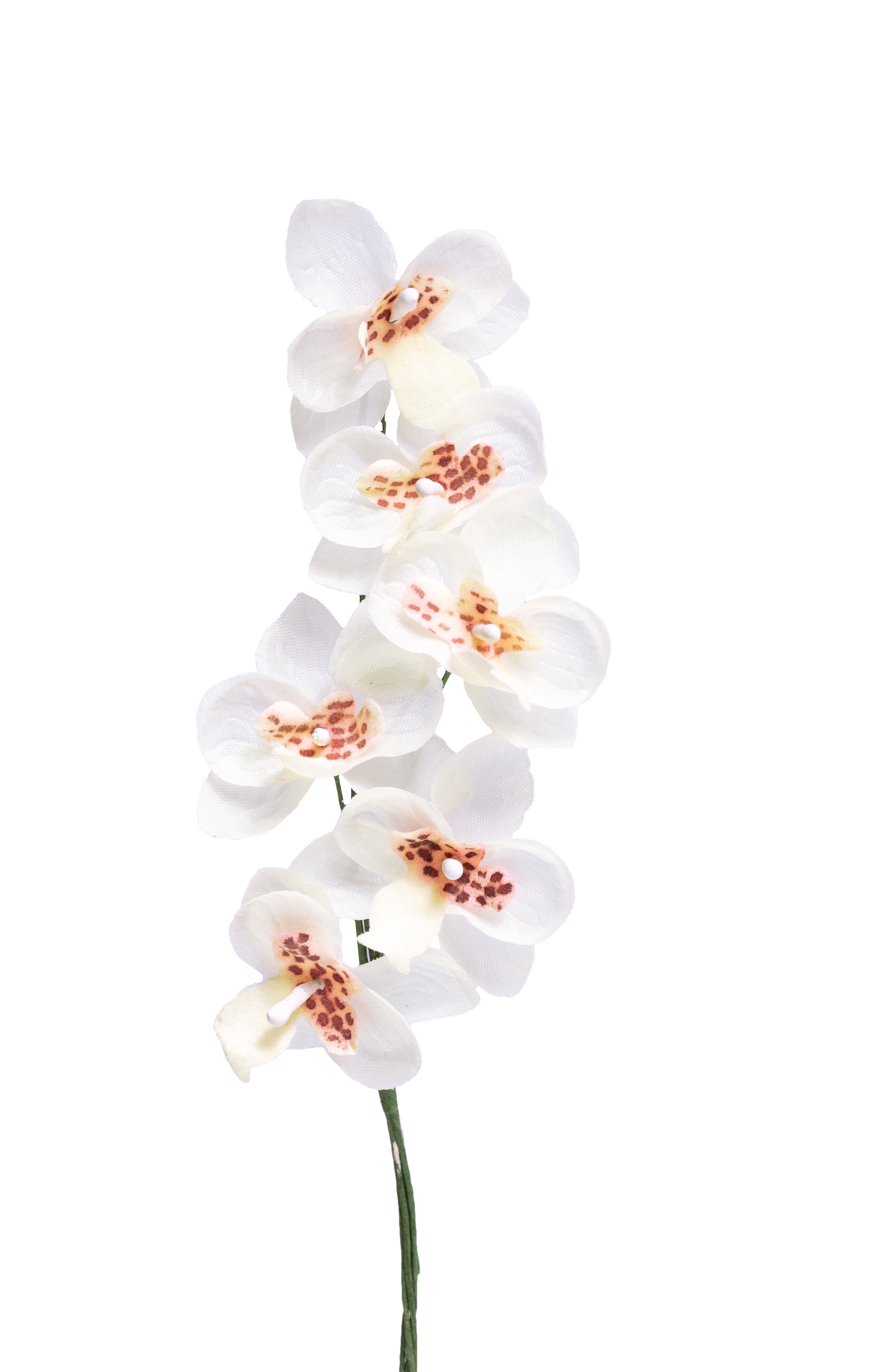 Miniorchidee, Blüte 2,5 cm am Stiel, 6 STk./Bund, weiss