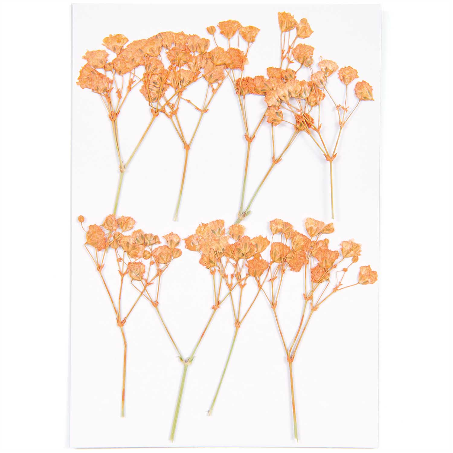 Gepresste Blüten Schleierkraut orange 8Stk. ca. 7cm