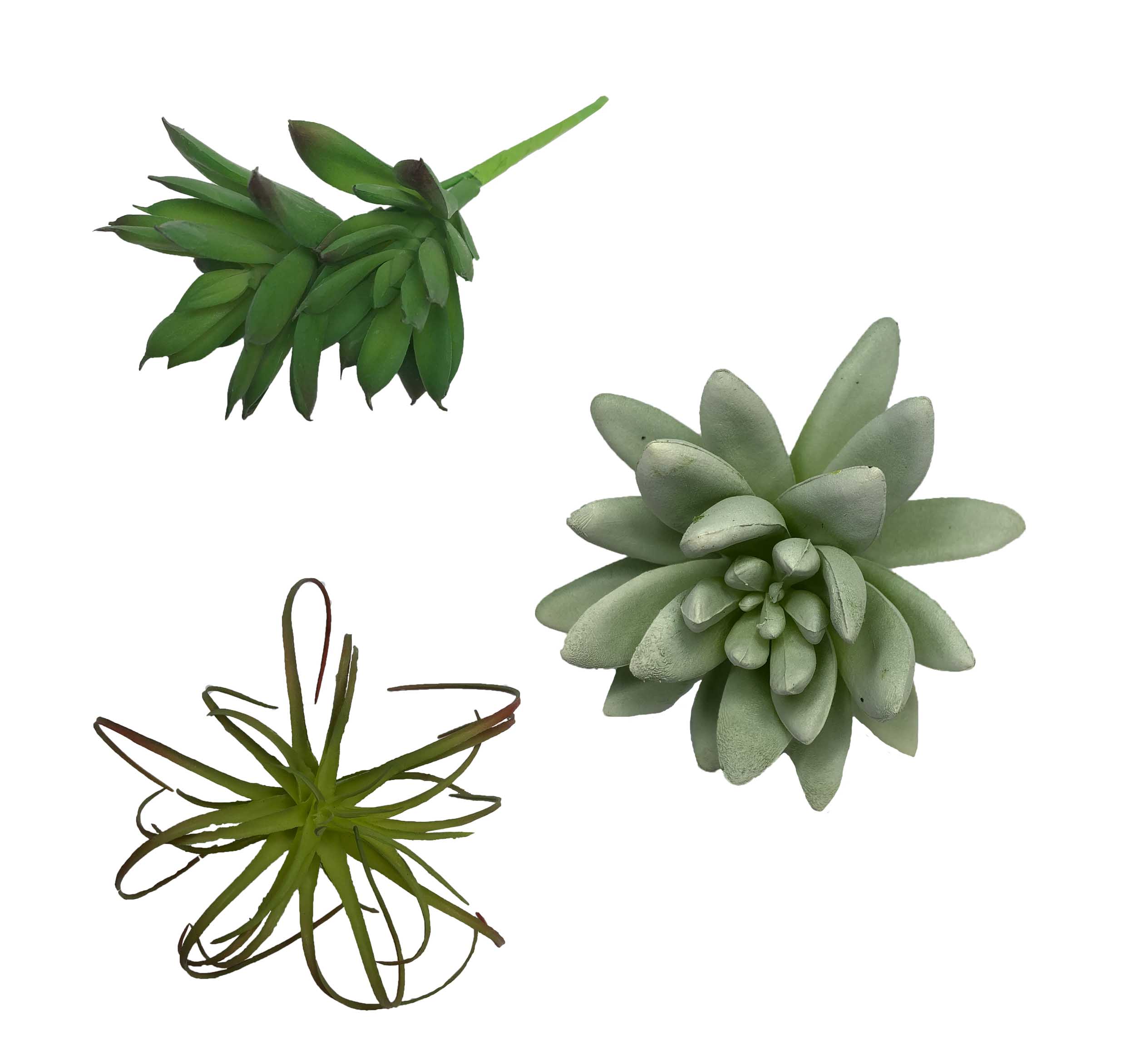 Agaven Sukkulenten 8-12cm 3 Stück Kunstpflanze