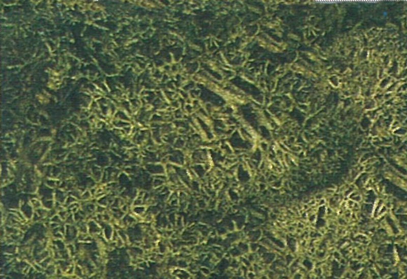 Islandmoos 100 g, dunkelgrün