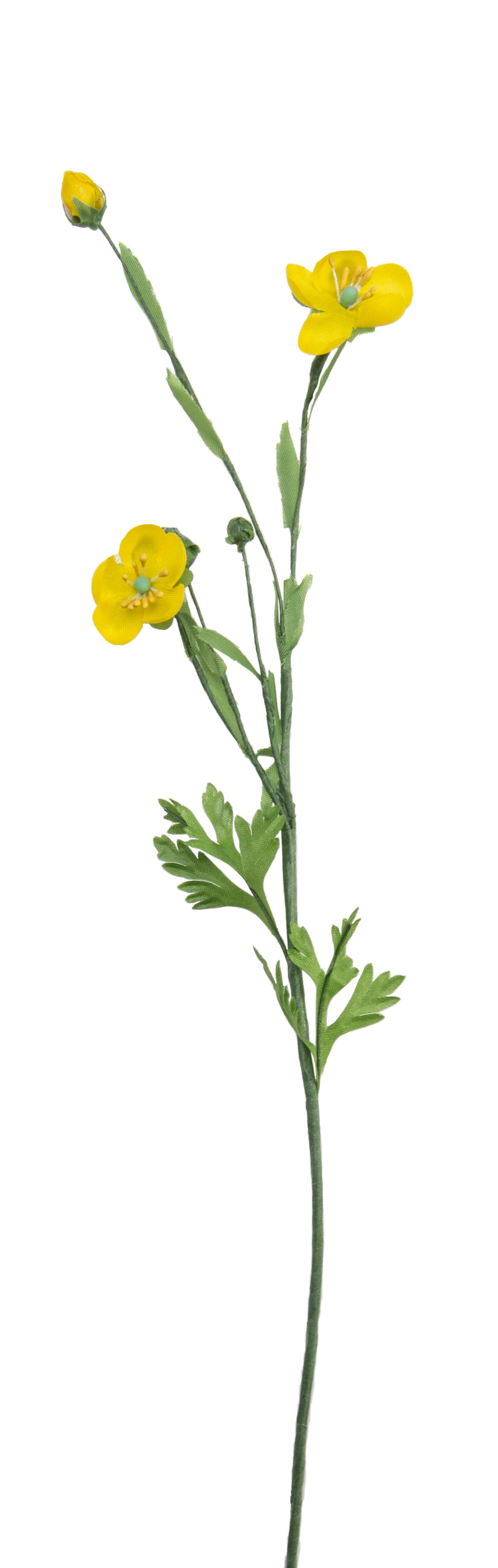 Butterblume Zweig goldgelb Blüten ⌀ 9 bis 24 mm  8 x 32 cm