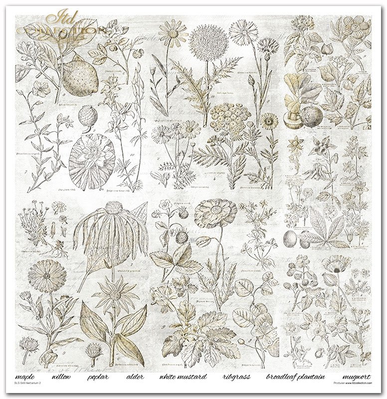 Scrapbooking Papier Set Herbarium 2 10 Bögen 31x32cm 200g/m²