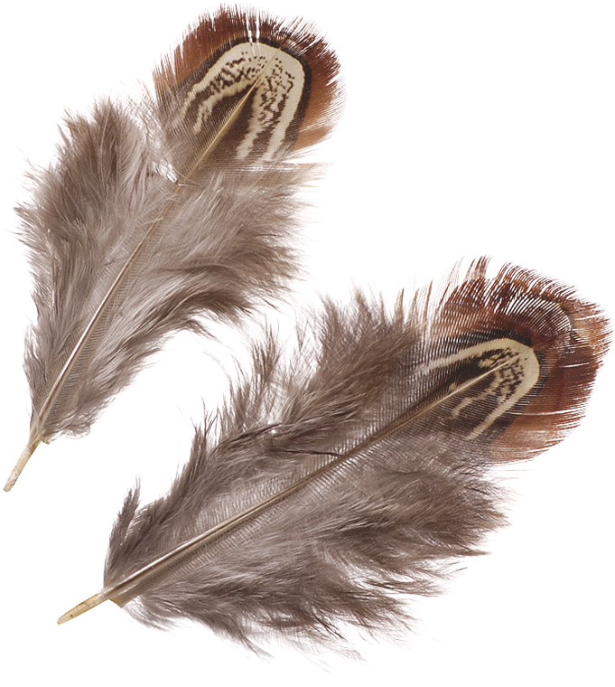 Fasanenfedern 3-9cm natur 1,5g