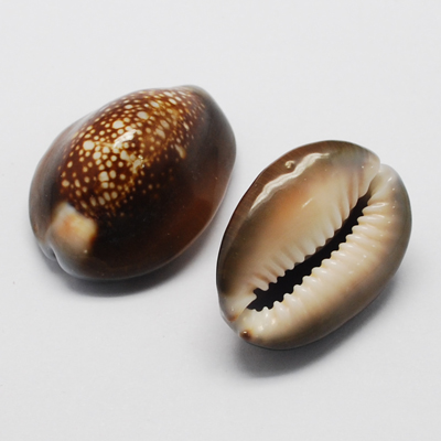 Deko Muscheln Cowrie XL ca. 5cm, 5Stk./Packung